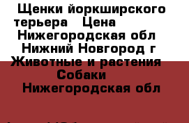 Щенки йоркширского терьера › Цена ­ 25 000 - Нижегородская обл., Нижний Новгород г. Животные и растения » Собаки   . Нижегородская обл.